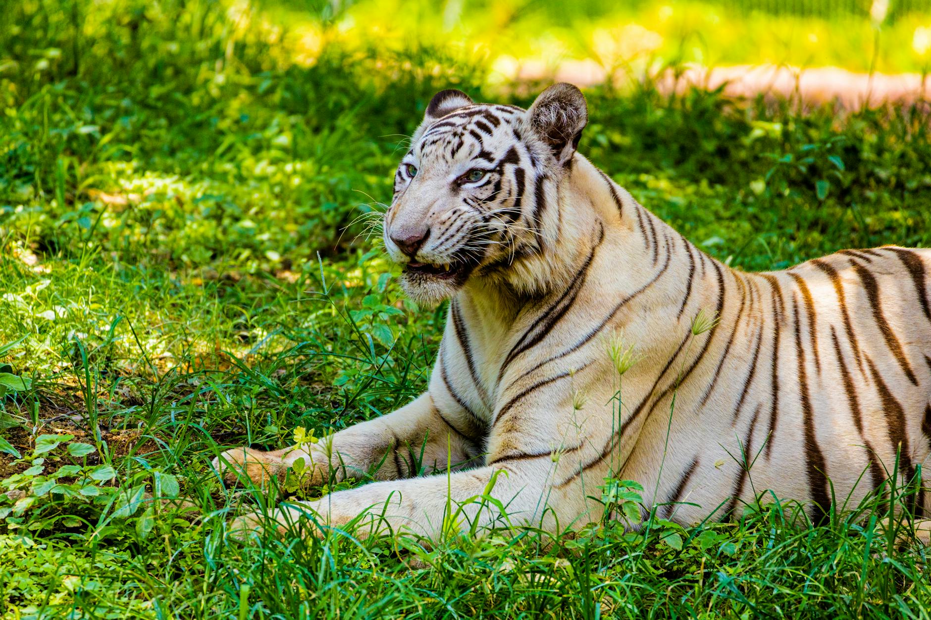 BIGCATとは?基本情報と特徴
